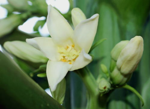 跡見群芳譜(外来植物譜 パパイア)
